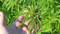 konopí ruka hemp-plant-3661210 1280